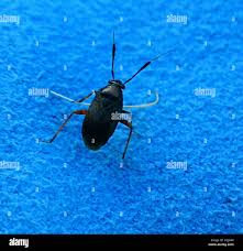 Attēlu rezultāti vaicājumam “Capsus ater”