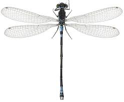 Attēlu rezultāti vaicājumam “Coenagrion armatum”