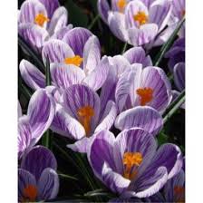 Attēlu rezultāti vaicājumam “Crocus vernus subsp. vernus”