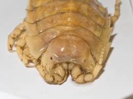 Attēlu rezultāti vaicājumam “Saduria entomon”