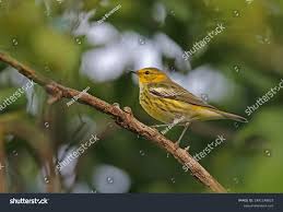 Image result for Dendroica tigrina