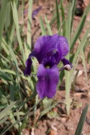 Attēlu rezultāti vaicājumam “Iris rosenbachiana flower”