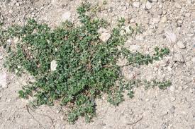 Attēlu rezultāti vaicājumam “Polygonum arenastrum leaf”