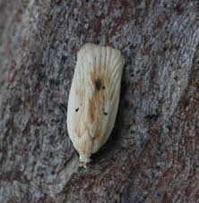 Attēlu rezultāti vaicājumam “Aethes margaritana”