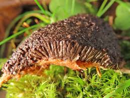 Attēlu rezultāti vaicājumam “Physarum bitectum sessile”