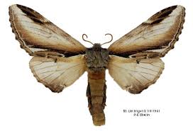 Attēlu rezultāti vaicājumam “Pheosia gnoma male”