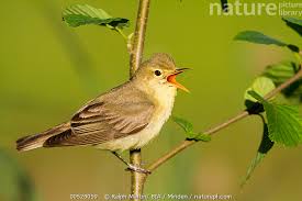 Attēlu rezultāti vaicājumam “Hippolais icterina adult”