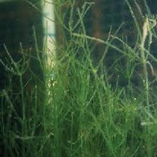 Attēlu rezultāti vaicājumam “Nitella sp.”