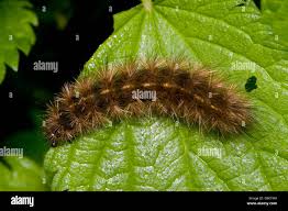 Attēlu rezultāti vaicājumam “Spilosoma lutea”