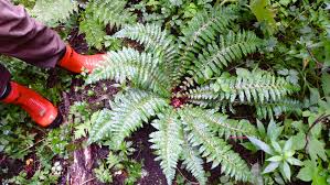 Attēlu rezultāti vaicājumam “Polystichum braunii”