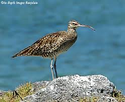 Attēlu rezultāti vaicājumam “Numenius phaeopus”