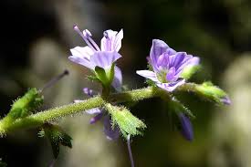 Image result for Veronica officinalis