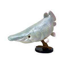 Image result for Atractosteus spatula