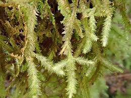 Attēlu rezultāti vaicājumam “Neckera pennata”