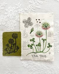 Attēlu rezultāti vaicājumam “Trifolium repens flower”