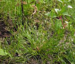 Attēlu rezultāti vaicājumam “Juncus bufonius bud”