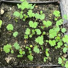 Attēlu rezultāti vaicājumam “Alchemilla vulgaris aggr. bud”