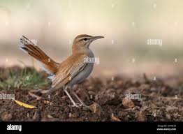 Image result for Cercotrichas galactotes