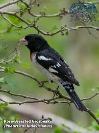 Image result for Pheucticus ludovicianus