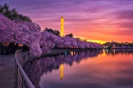 Image result for "cherry blossom" washington