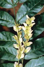 Attēlu rezultāti vaicājumam “Pterocarya fraxinifolia leaf”