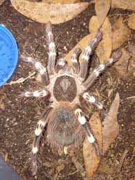 Znalezione obrazy dla zapytania geniculata