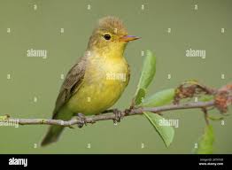 Attēlu rezultāti vaicājumam “Hippolais icterina”