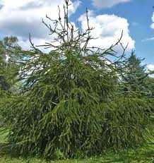 Attēlu rezultāti vaicājumam “Picea abies fo. virgata”