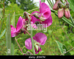 Attēlu rezultāti vaicājumam “Lathyrus latifolius bud”