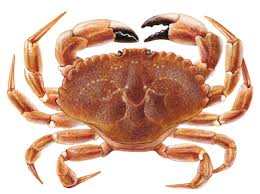 Image result for Cancer borealis