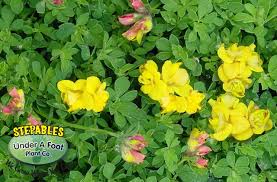 Attēlu rezultāti vaicājumam “Lotus corniculatus flower”