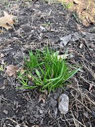 Attēlu rezultāti vaicājumam “Badhamia bethelii stalked”