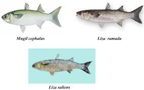 Image result for Liza ramada