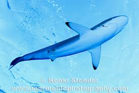 Image result for Carcharhinus falciformis