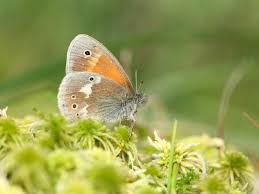 Attēlu rezultāti vaicājumam “Colias palaeno upperside”