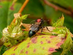 Attēlu rezultāti vaicājumam “Mutilla europaea”