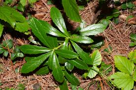 Attēlu rezultāti vaicājumam “Chimaphila umbellata leaf”