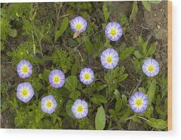 Image result for Convolvulus tricolor