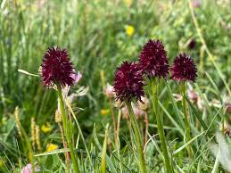 Image result for Männertreu