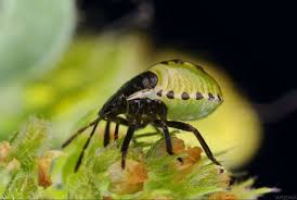 Attēlu rezultāti vaicājumam “Palomena prasina nymph”