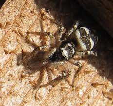 Attēlu rezultāti vaicājumam “Salticus sp.”