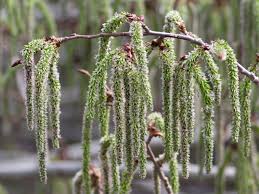 Attēlu rezultāti vaicājumam “Populus tremula”