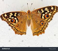 Image result for Papilionoidea