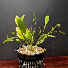 Attēlu rezultāti vaicājumam “Trichia alpina young”