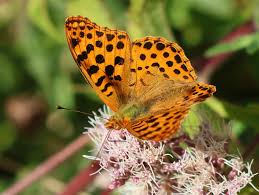 Attēlu rezultāti vaicājumam “Argynnis laodice male”