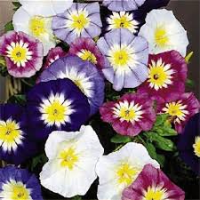 Image result for Convolvulus tricolor