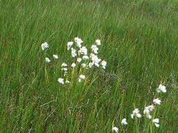Attēlu rezultāti vaicājumam “Eriophorum angustifolium flower”