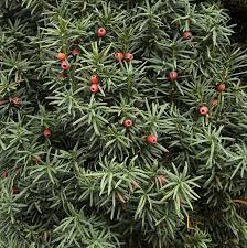 Attēlu rezultāti vaicājumam “Taxus baccata”