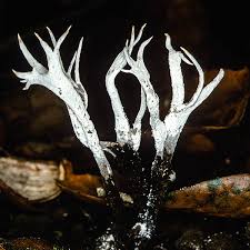 Attēlu rezultāti vaicājumam “Xylaria”