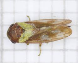 Attēlu rezultāti vaicājumam “Oncopsis sp.”